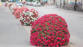 Blommor centrum